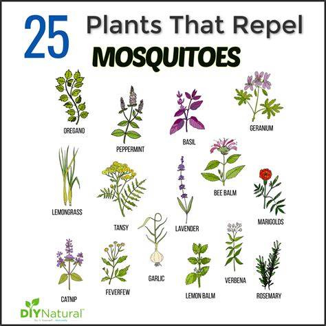 Plants traditionally used as mosquito repellents and the implication ... - raincitystudios.com