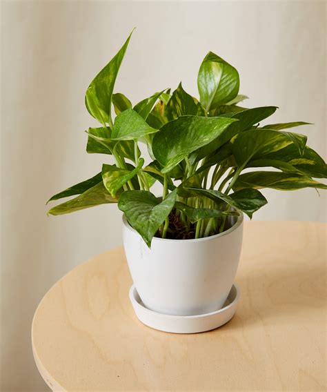 PLANTS WORLD Indoor Pothos Plant in White Pot, Live Green Foliage, Air ... - raincitystudios.com