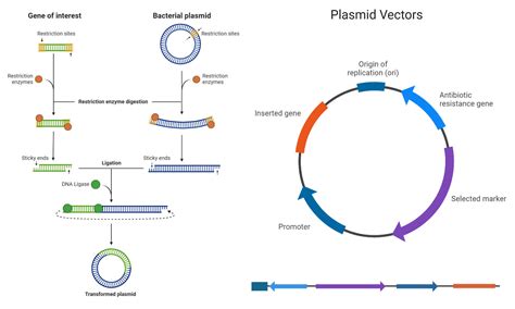 Plasmid Library Transformation Resources | BioInnovatise - muktibox.com