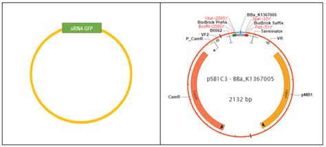 Plasmid - Wikipedia bahasa Indonesia, ensiklopedia bebas - muktibox.com