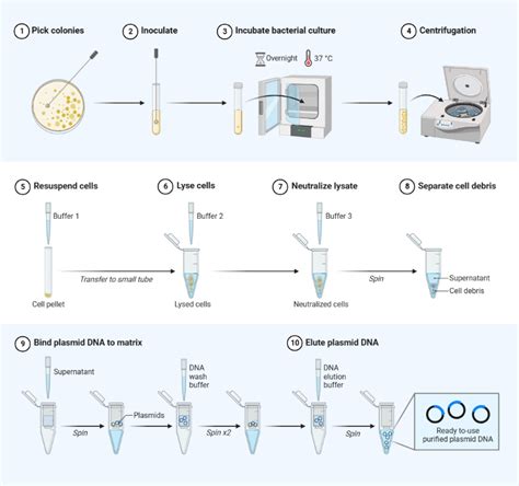 Plasmid Purification: A Step-by-Step Guide - The Science Notes - muktibox.com