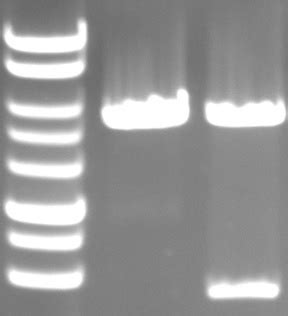 PLASMIDS BioID REAGENTS LIFE SCIENCE BioFront Technologies