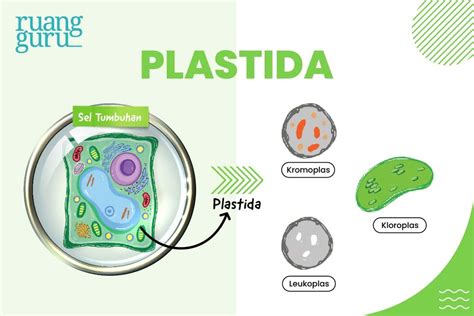 Plastida: Pengertian dan Fungsinya - muktibox.com