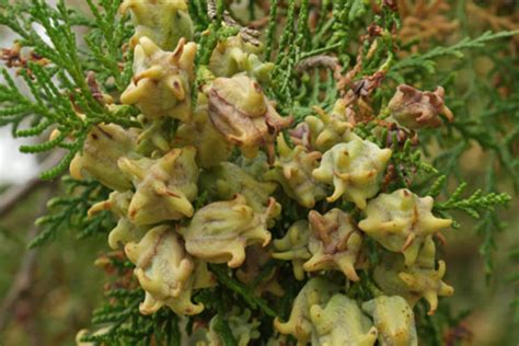 Platycladus Orientalis: Identification, Care, and Uses - raincitystudios.com