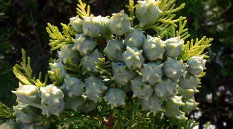 Platycladus orientalis: Systematics, Habitat, Cultivation - raincitystudios.com