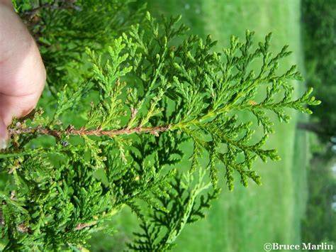 Platycladus orientalis (Eastern Arbor-Vitae, Oriental Arborvitae ... - raincitystudios.com