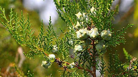 Platycladus orientalis (L.) Franco - raincitystudios.com