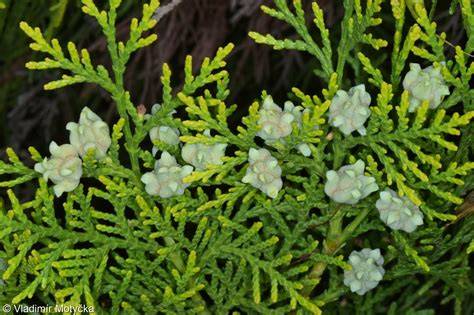 Platycladus orientalis | Landscape Plants | Oregon … - raincitystudios.com