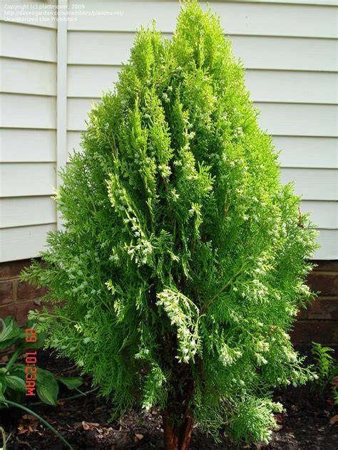 Platycladus orientalis Arborvitae - University of Florida - raincitystudios.com