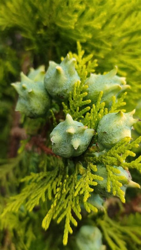 Platycladus orientalis - Trees and Shrubs Online - raincitystudios.com