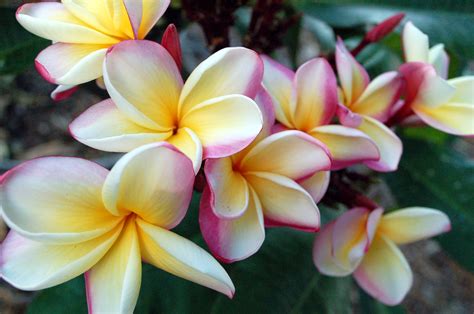 PLUMERIA POT ROOTING INSTRUCTIONS