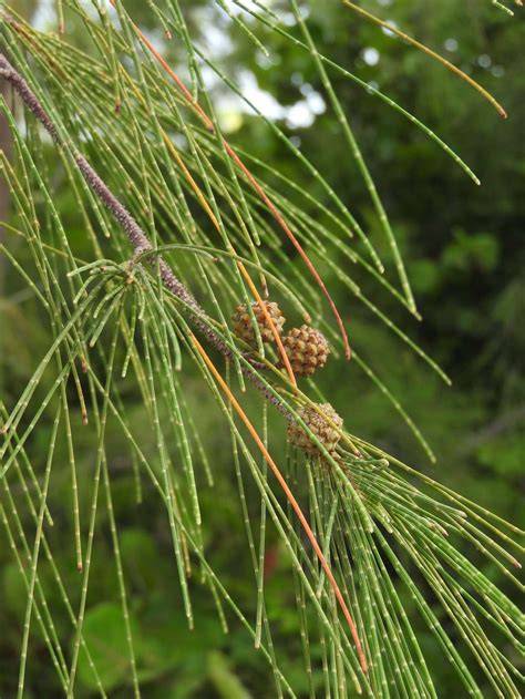 Plus tree selection of Casuarina equisetifolia L. in eastern coastal ... - raincitystudios.com
