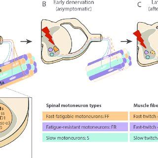 PN4235: Motoneurons: from physiology to pathology