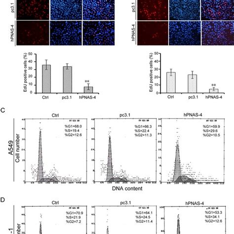 PNAS-4, an Early DNA Damage Response Gene, Induces S Phase Arres…