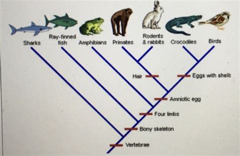 POB Chapter 27: Evolution of Life Flashcards Quizlet