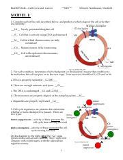 POGIL9 Cell Cycle.pdf - Bio200 POGILette 9 - Course Hero