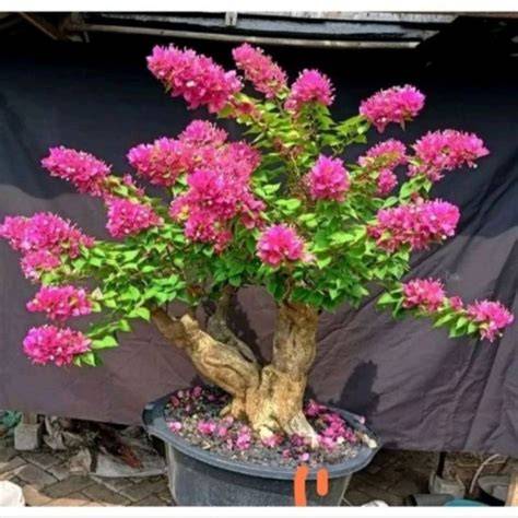 Pohon bonsai bunga bugenvil - Plants, Seeds & Bulbs - raincitystudios.com