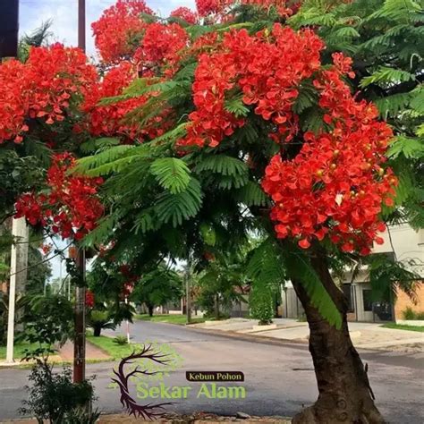 Pohon Flamboyan - Jual Pohon Flamboyan Terbaru Indonesia | Bibit Bunga ... - raincitystudios.com