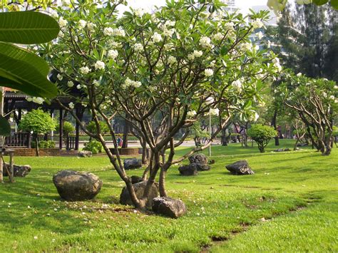 Pohon Kamboja | Garden Center - raincitystudios.com