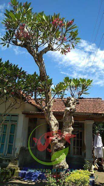 Pohon Kamboja Fosil | Fosil Hidup Yang Aestetic - Agrotani Sejahtera - raincitystudios.com