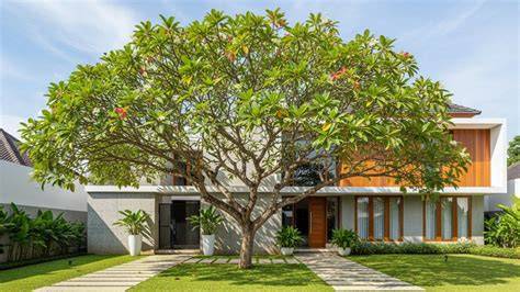 Pohon Ketapang - raincitystudios.com