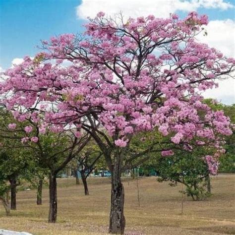 Pohon Tabebuya Pink - Jual Pohon Tabebuya Pink Terbaru Indonesia ... - raincitystudios.com