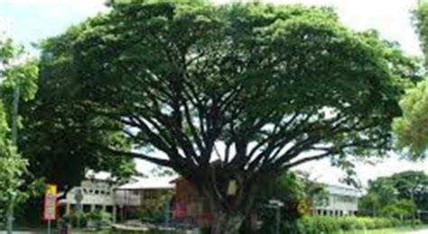 Pohon trembesi paling tinggi menyerap Co2 - ANTARA … - raincitystudios.com
