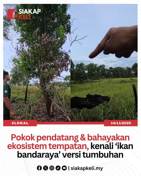Pokok Bandaraya - muktibox.com
