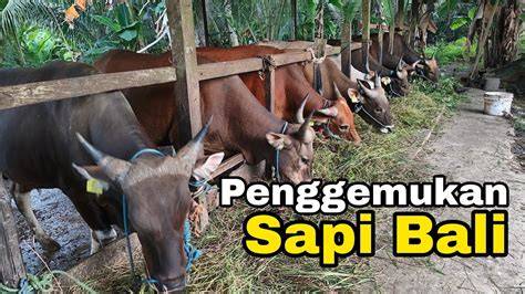 POLA BAGI HASIL DALAM GADUHAN PENGGEMUKAN SAPI BALI - raincitystudios.com