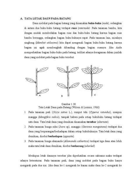 Pola Filotaksis Daun dan Contohnya | PDF | Sains - wintechmobiles.com