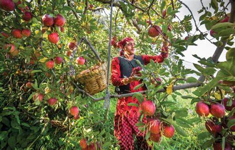Pollination Management in Apple Orchards Of Himachal Pradesh - raincitystudios.com