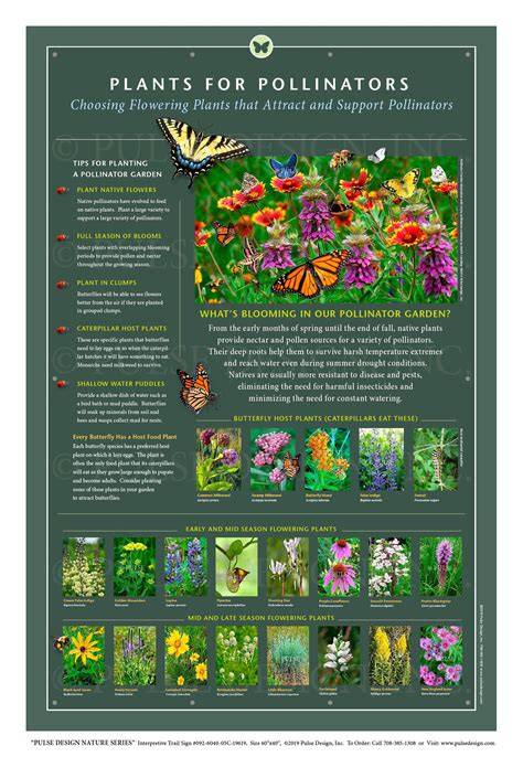 Pollinator Biodiversity | NSF - U.S. National Science … - raincitystudios.com