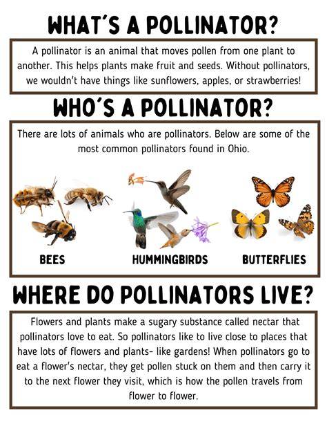 Pollinator Fact Sheet copy - USDA Farm Service Agency - raincitystudios.com
