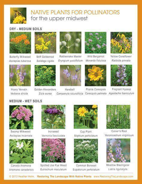 Pollinator-Friendly Native Plant Lists - Xerces Society - raincitystudios.com
