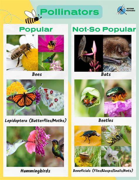 Pollinators | U.S. Fish & Wildlife Service - raincitystudios.com