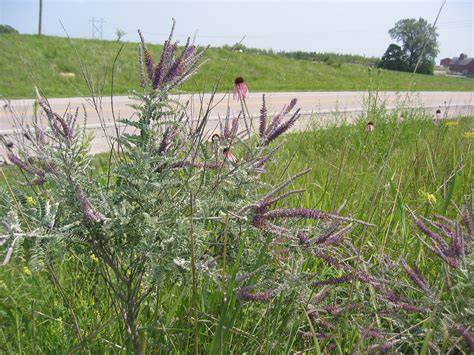 Pollinators and Roadsides | Ecosystem and Vegetation … - raincitystudios.com
