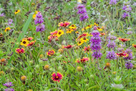Pollinators Can’t Resist This Colorful Native Flower ... - Real Simple - raincitystudios.com
