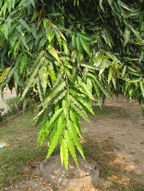 Polyalthia longifolia (debdar) | CABI Compendium - raincitystudios.com