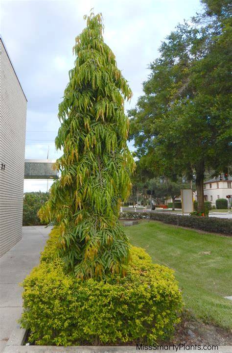 Polyalthia longifolia (Mast Tree) - Richard Lyons … - raincitystudios.com