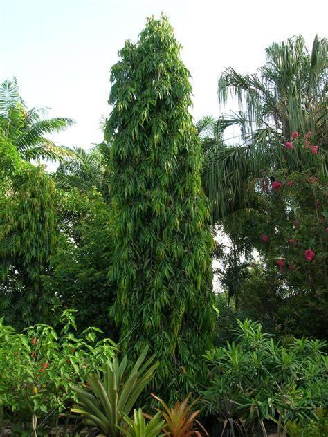 Polyalthia longifolia - Tree Trail - Kwame Nkrumah … - raincitystudios.com