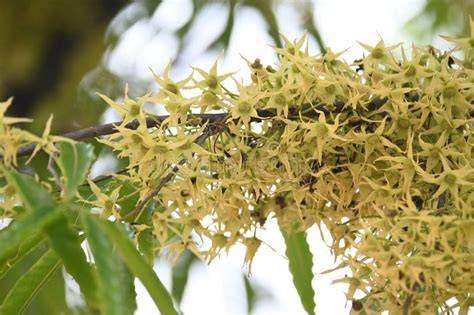 Polyalthia longifolia tree flowers. It's tree other names Ashoka ... - raincitystudios.com