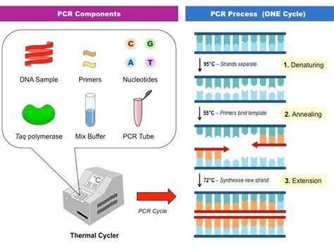 Polymerase Chain Reaction Laboratory - muktibox.com