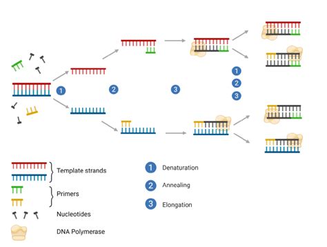 Polymerase chain reaction - muktibox.com