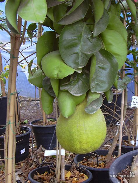 Pomelo (Citrus grandis) - raincitystudios.com