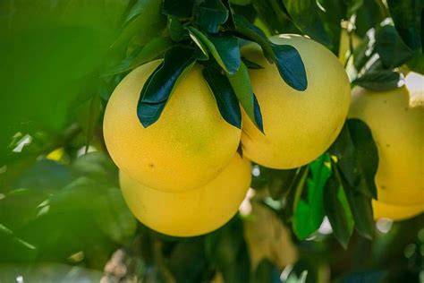 Pomelo / Growing the granddaddy of grapefruit - SFGATE - raincitystudios.com