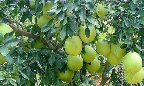 Pomelo Cultivation Information Guide - Agri Farming - raincitystudios.com