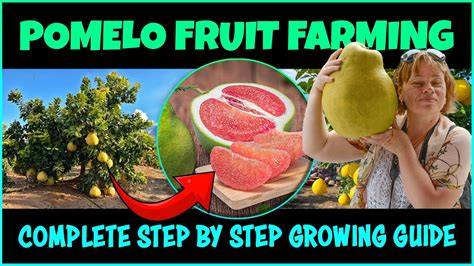 Pomelo Farming | Pomelo Cultivation | 89Lac Per acre - raincitystudios.com