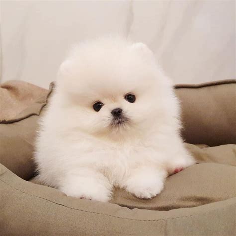 POMERANIAN PUPPIES FOR SALE - Cheap Pomeranian Puppies