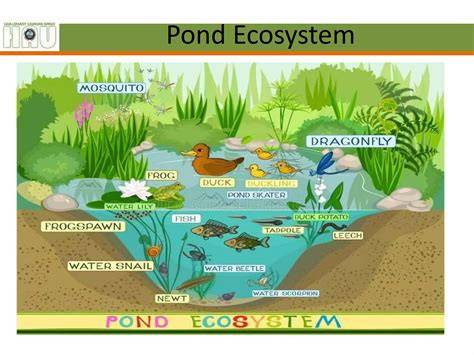 Pond Ecology - Penn State Extension - raincitystudios.com