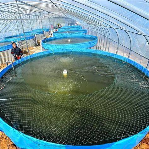 Pond Fish Farming in high density - raincitystudios.com